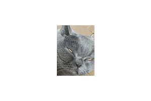 BlueCatKoKo：抖音视频免费下载工具，界面简单易用，可将几乎所有的抖音视频下载为 MP4 文件